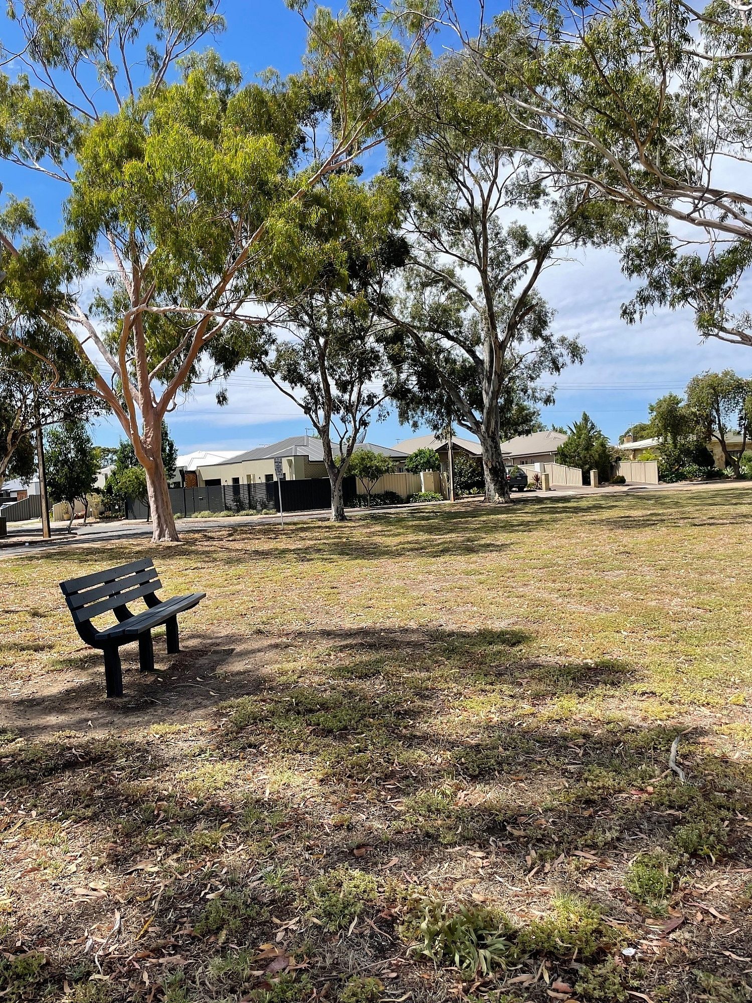 Bench and Trees Northern side