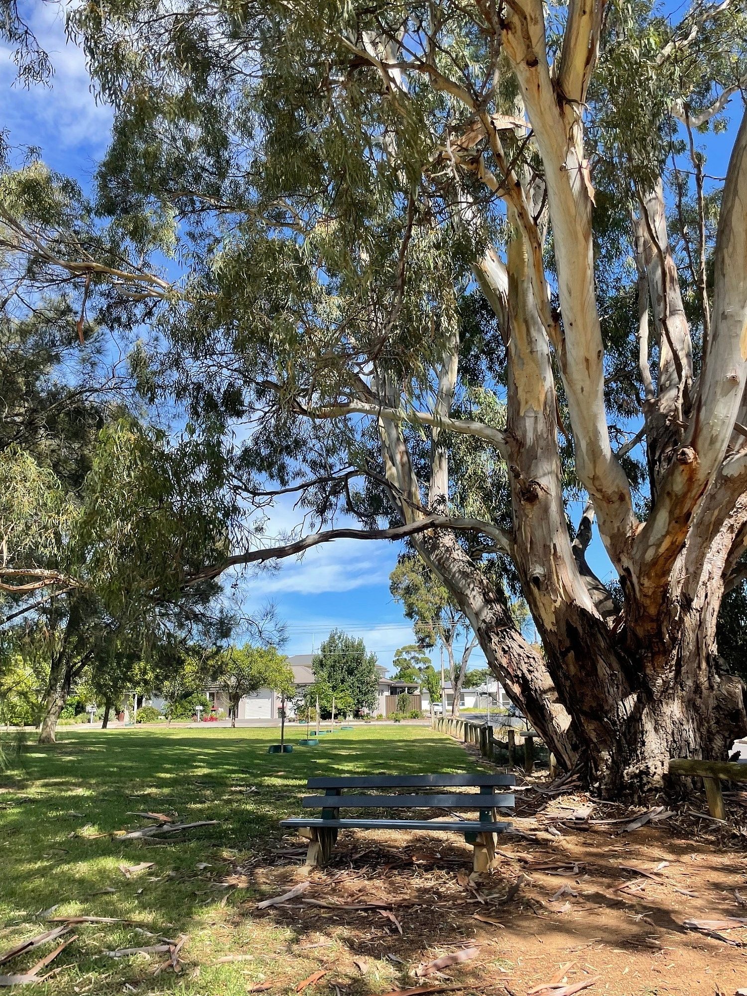 Bench under tree