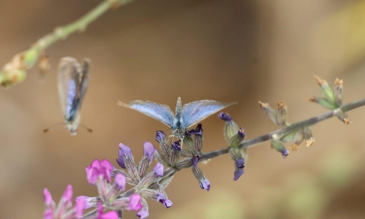 Blue Butterfly Upper Field River Dan Easton