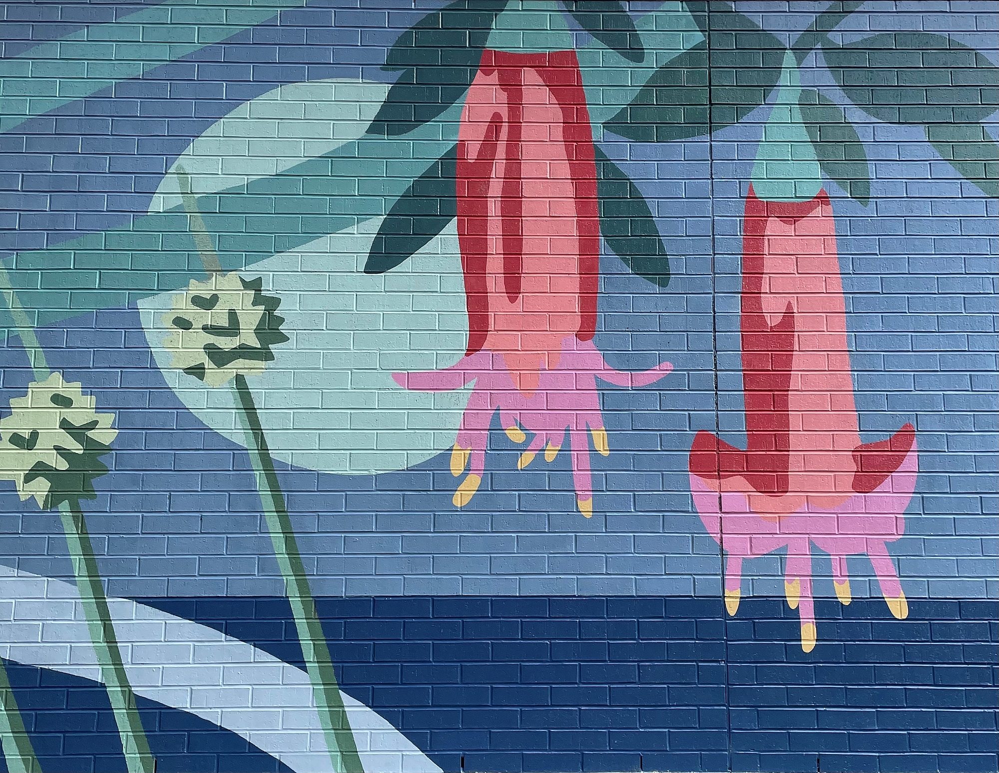 Correa Flower square