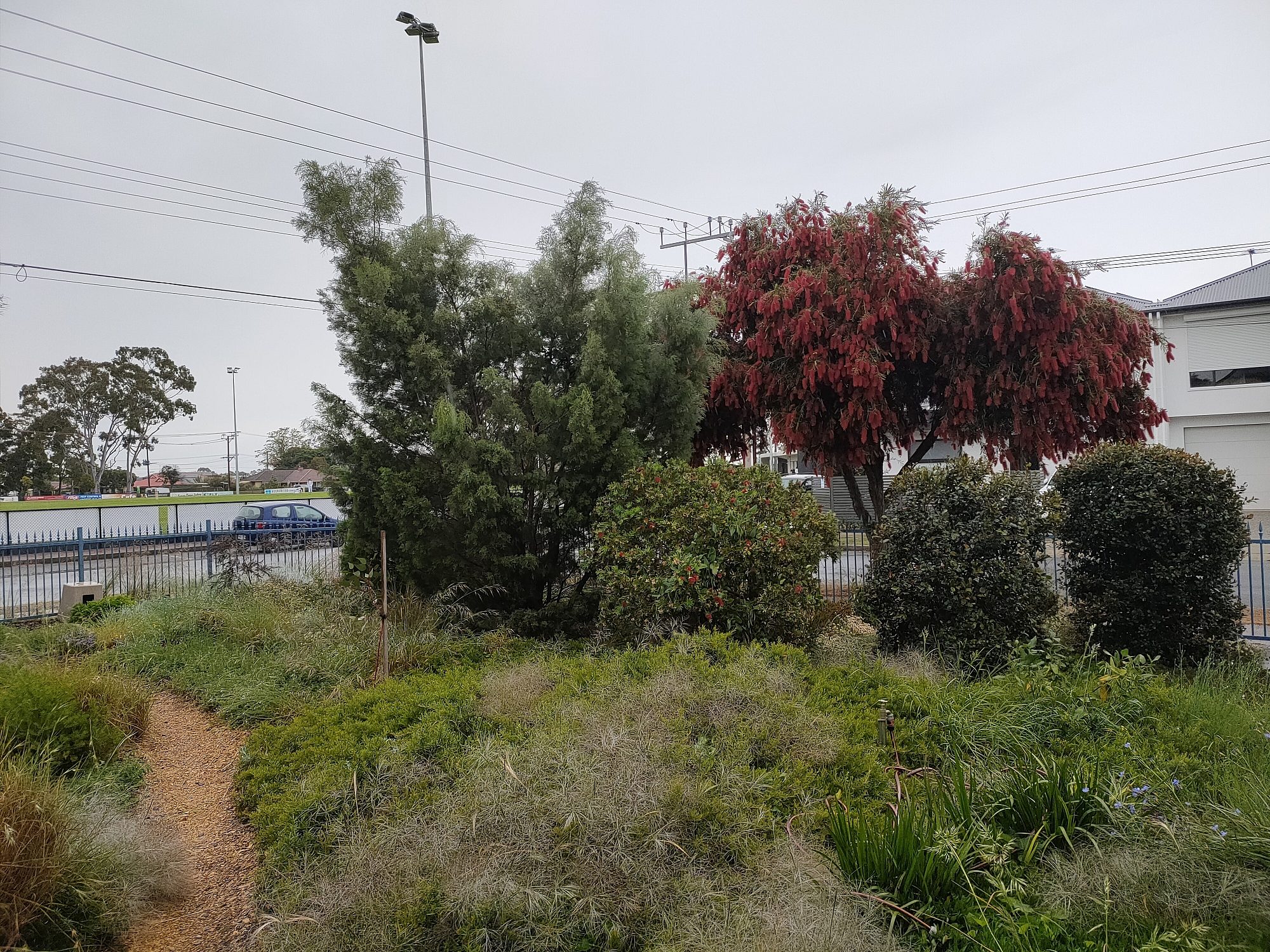 Denham Ave Biodiversity Garden 1