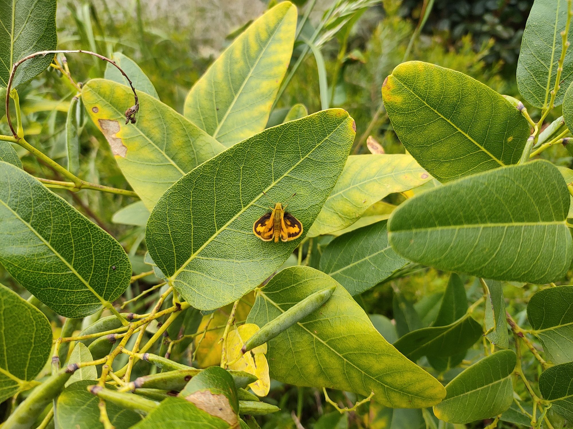 Denham Ave Biodiversity Garden 2