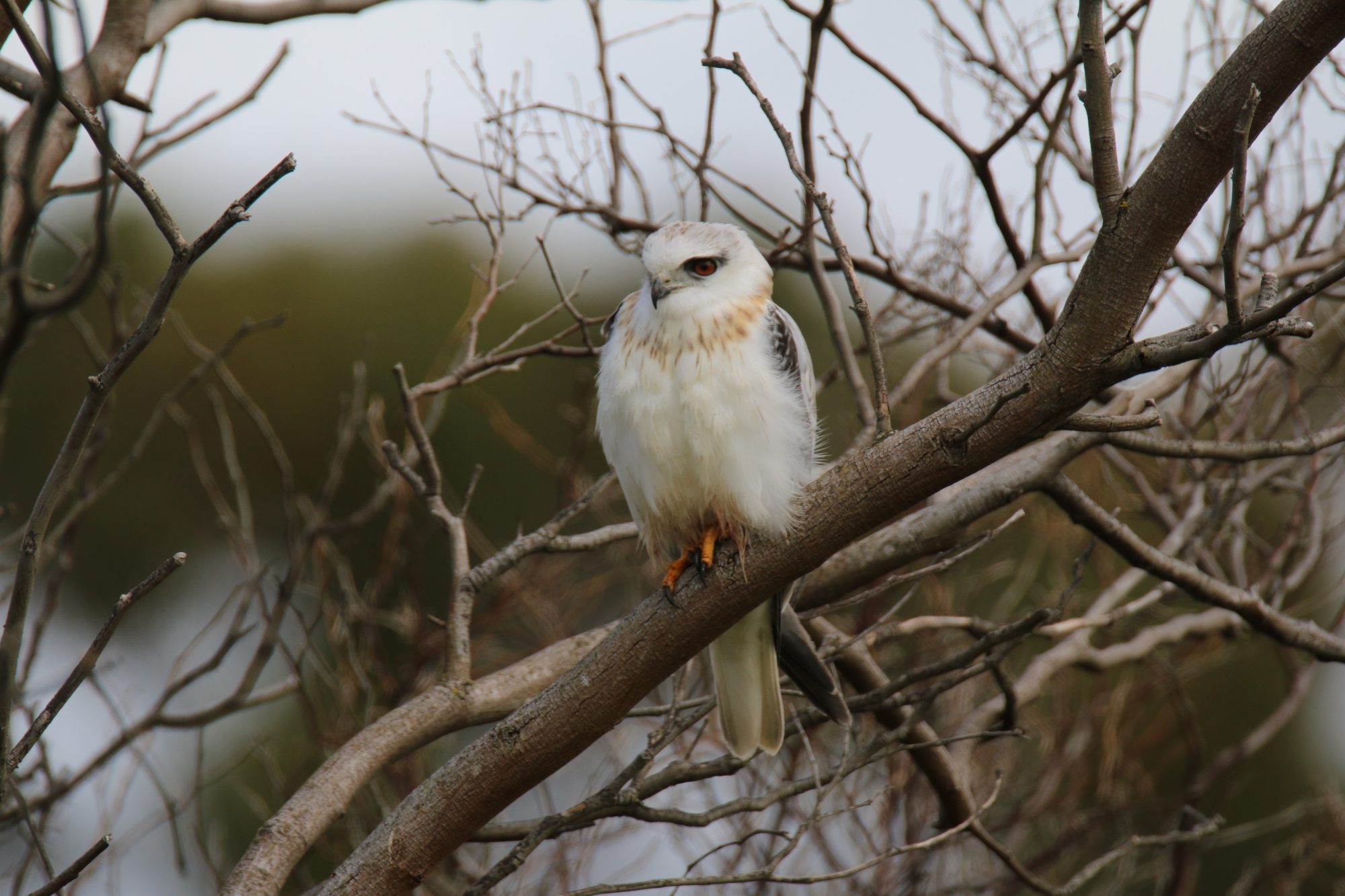 Field River Black Shouldered Kite Dan Easton