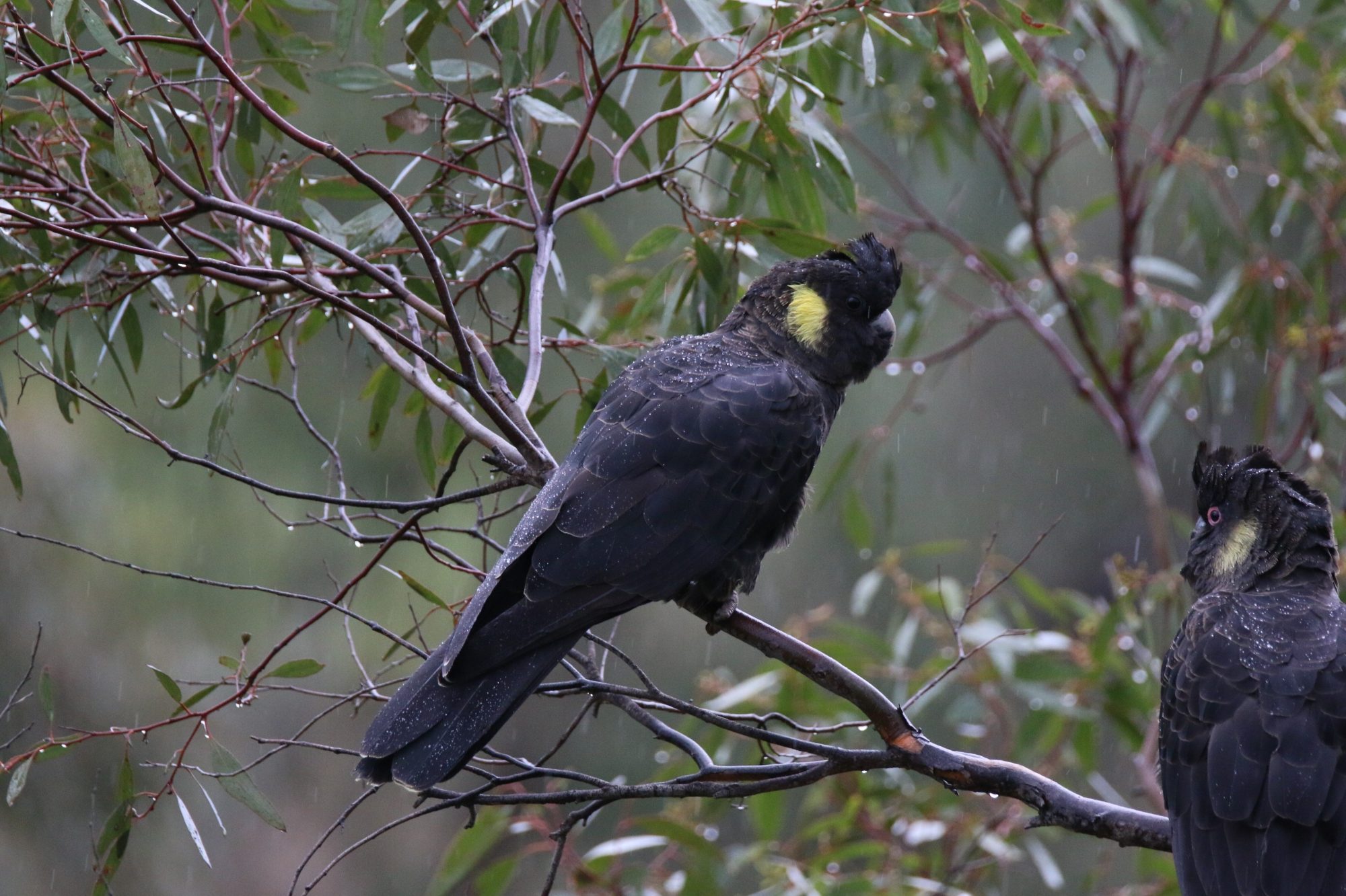 Field River Yellow Tailed Black Cockatoo Dan Easton