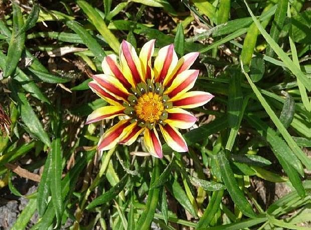 Gazania_photo_credit_Green_Adelaide