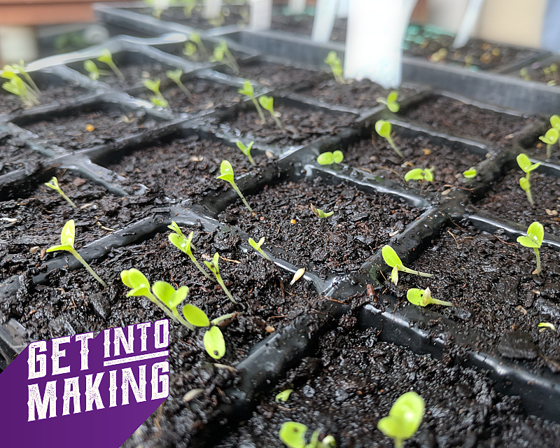 Get Into Making Plant Propogation