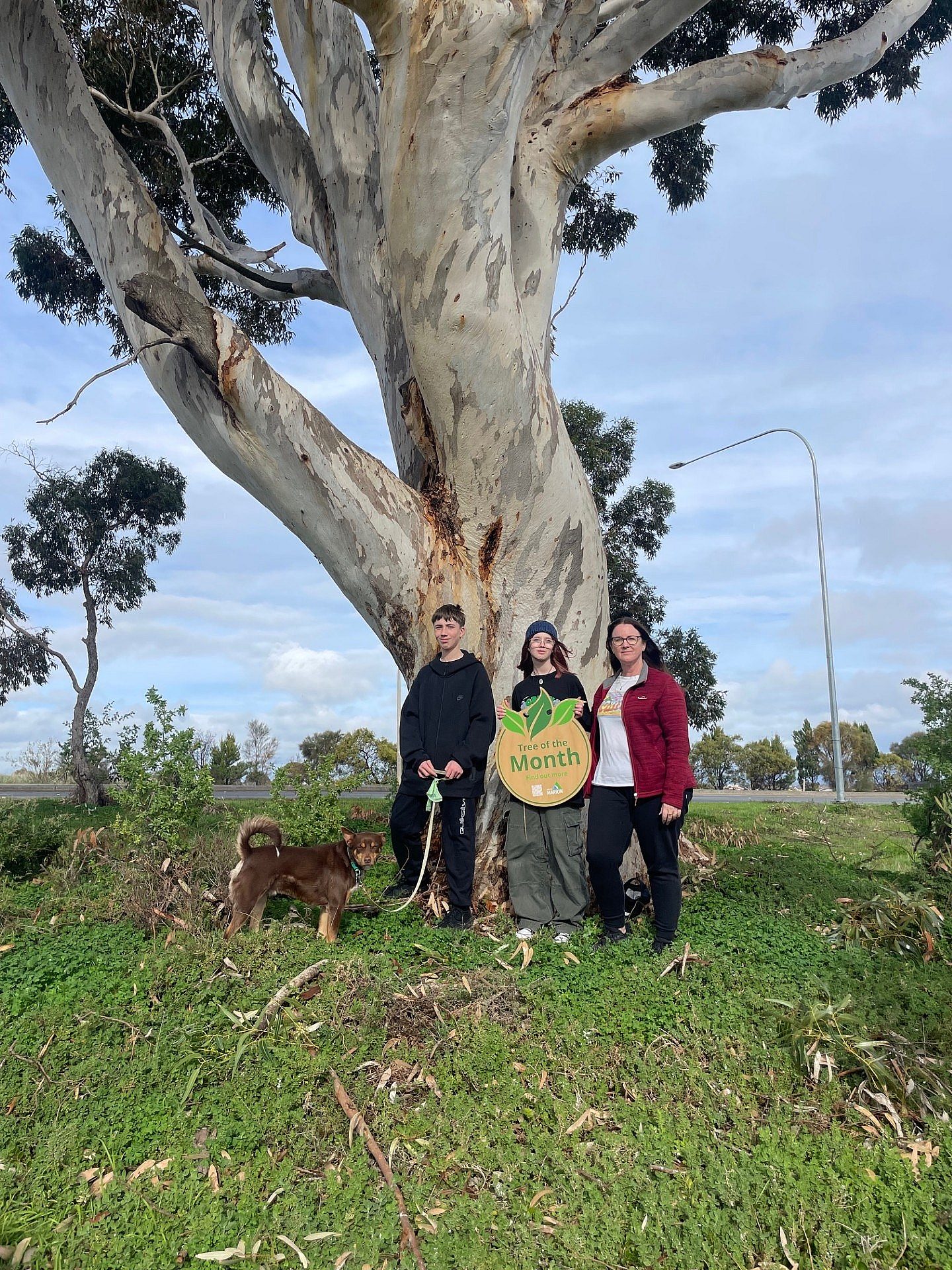 July Tree of the Month 1