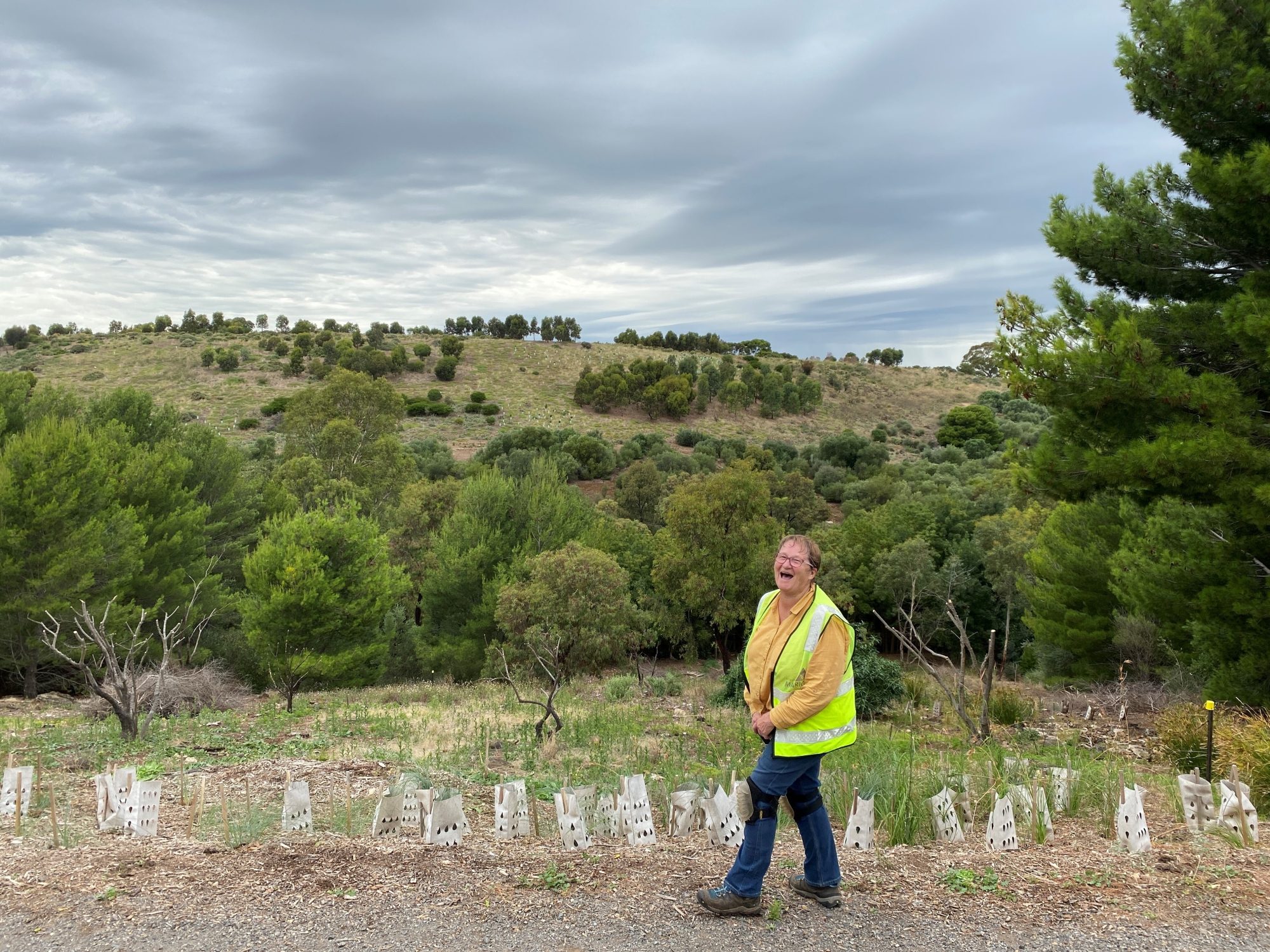 Looking south January 2024 after olive removal
