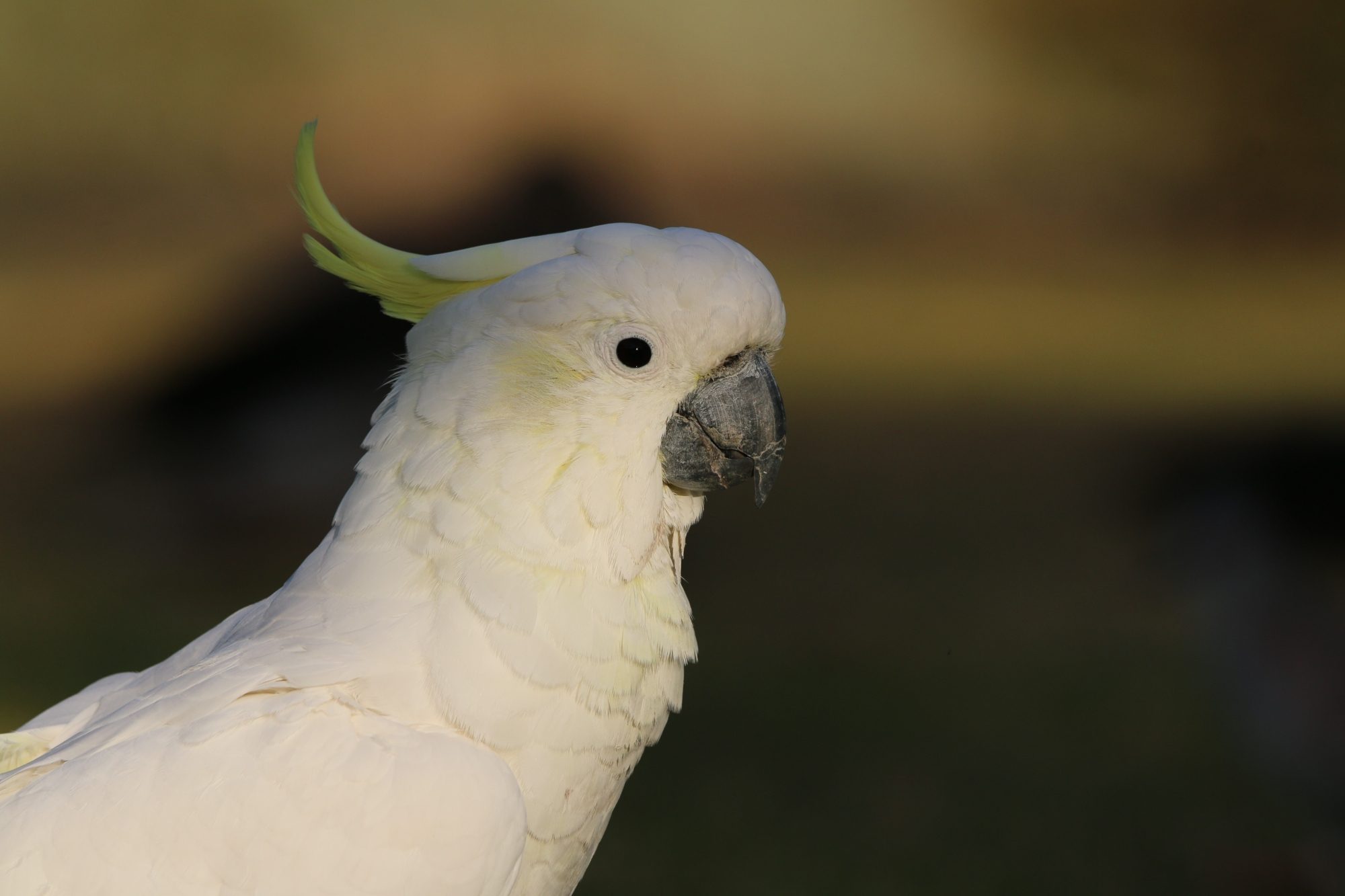 Oaklands Sulphur Crested Cockatoo Dan Easton