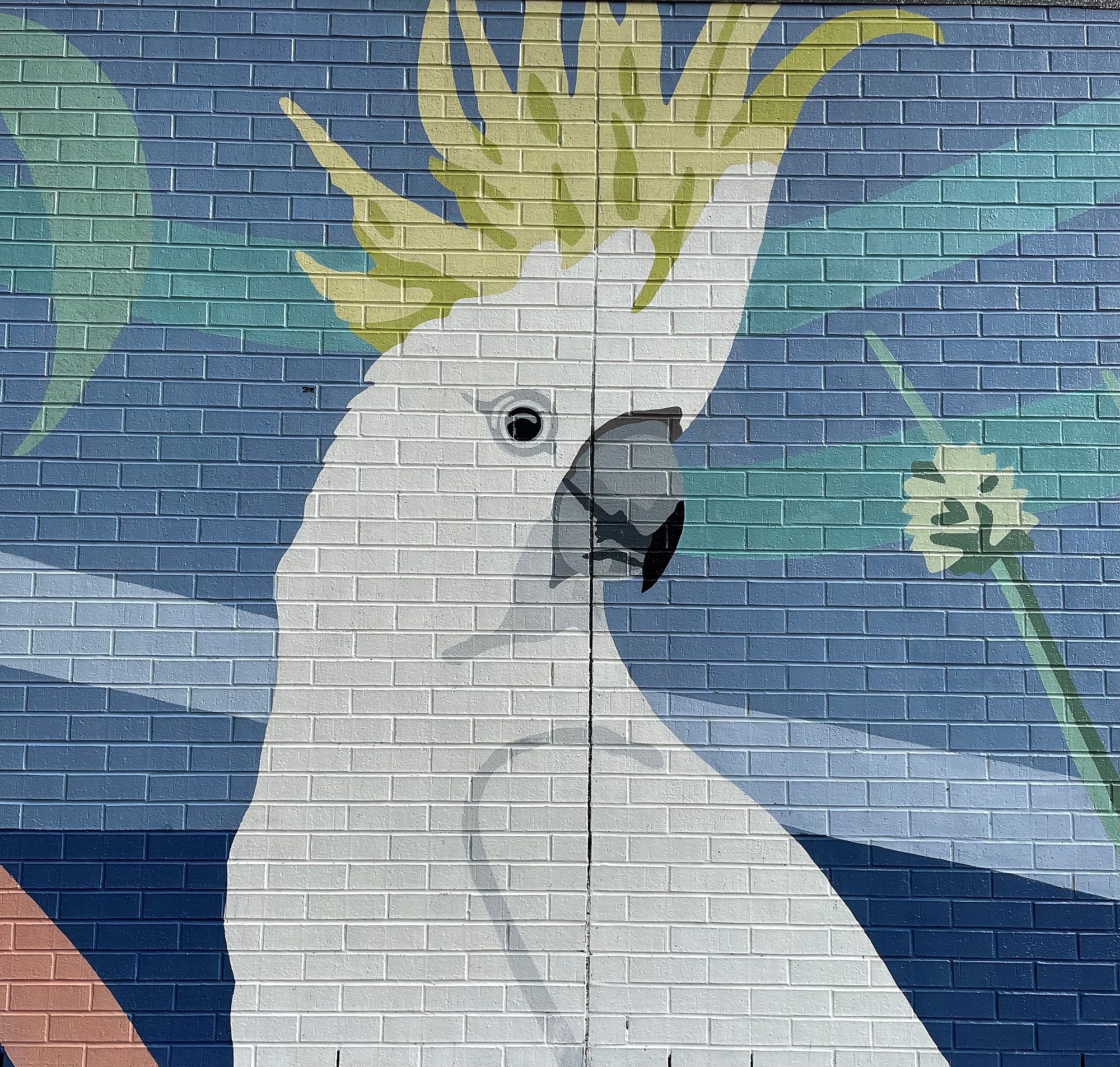 Sulphur Crested Cockatoo