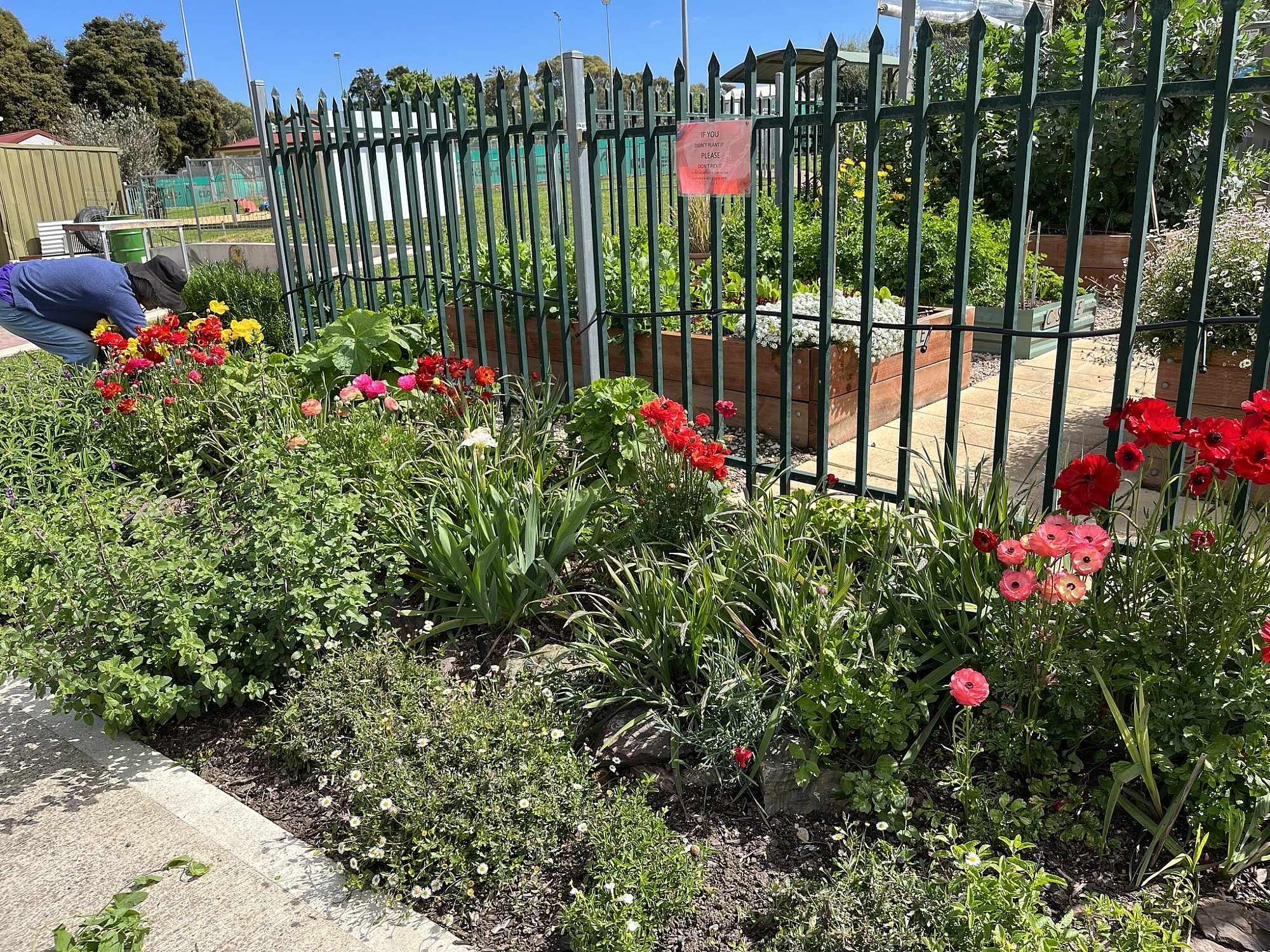 Trott Park Community Garden 3