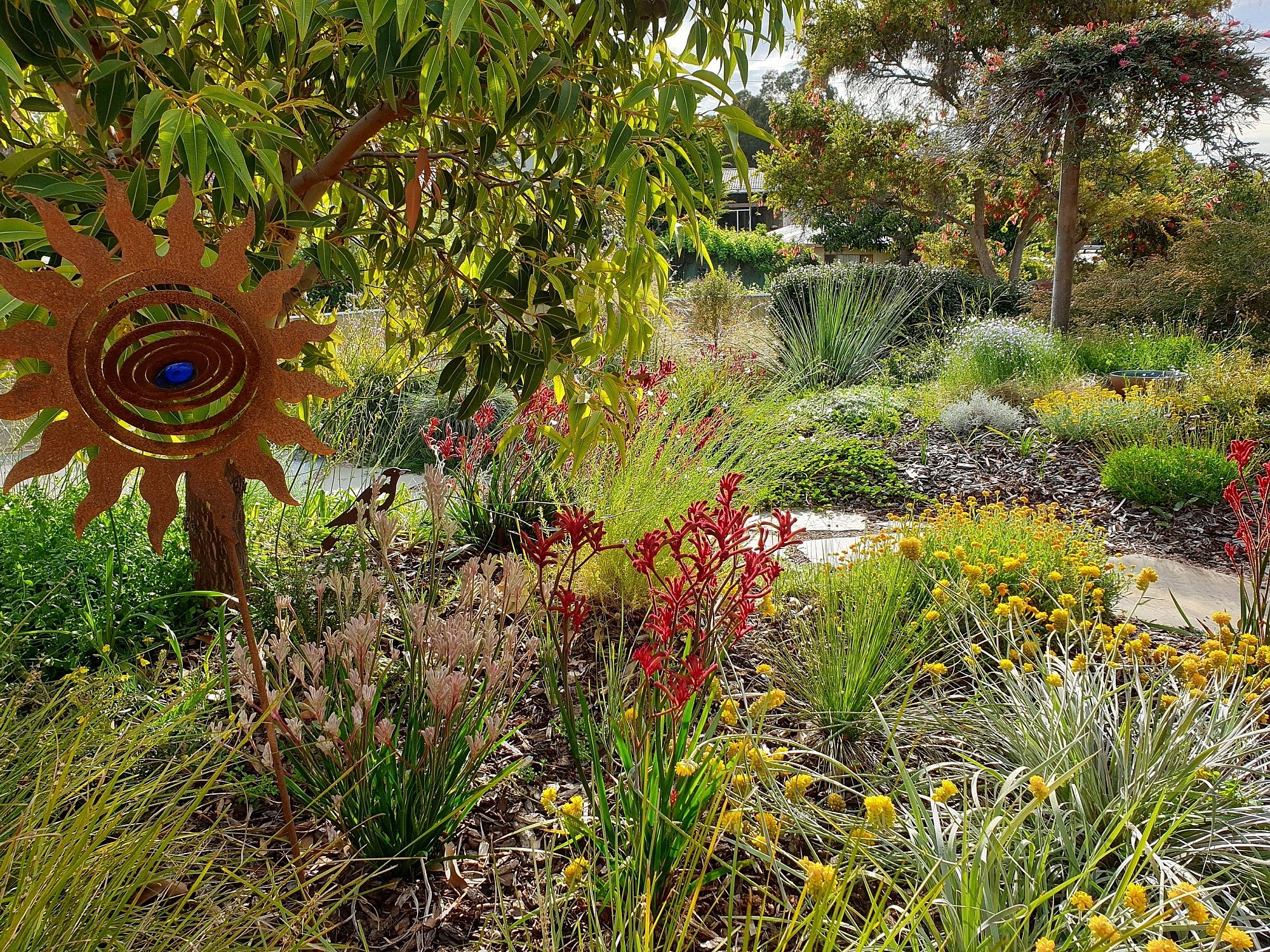 Wandilla Street Native Garden 1