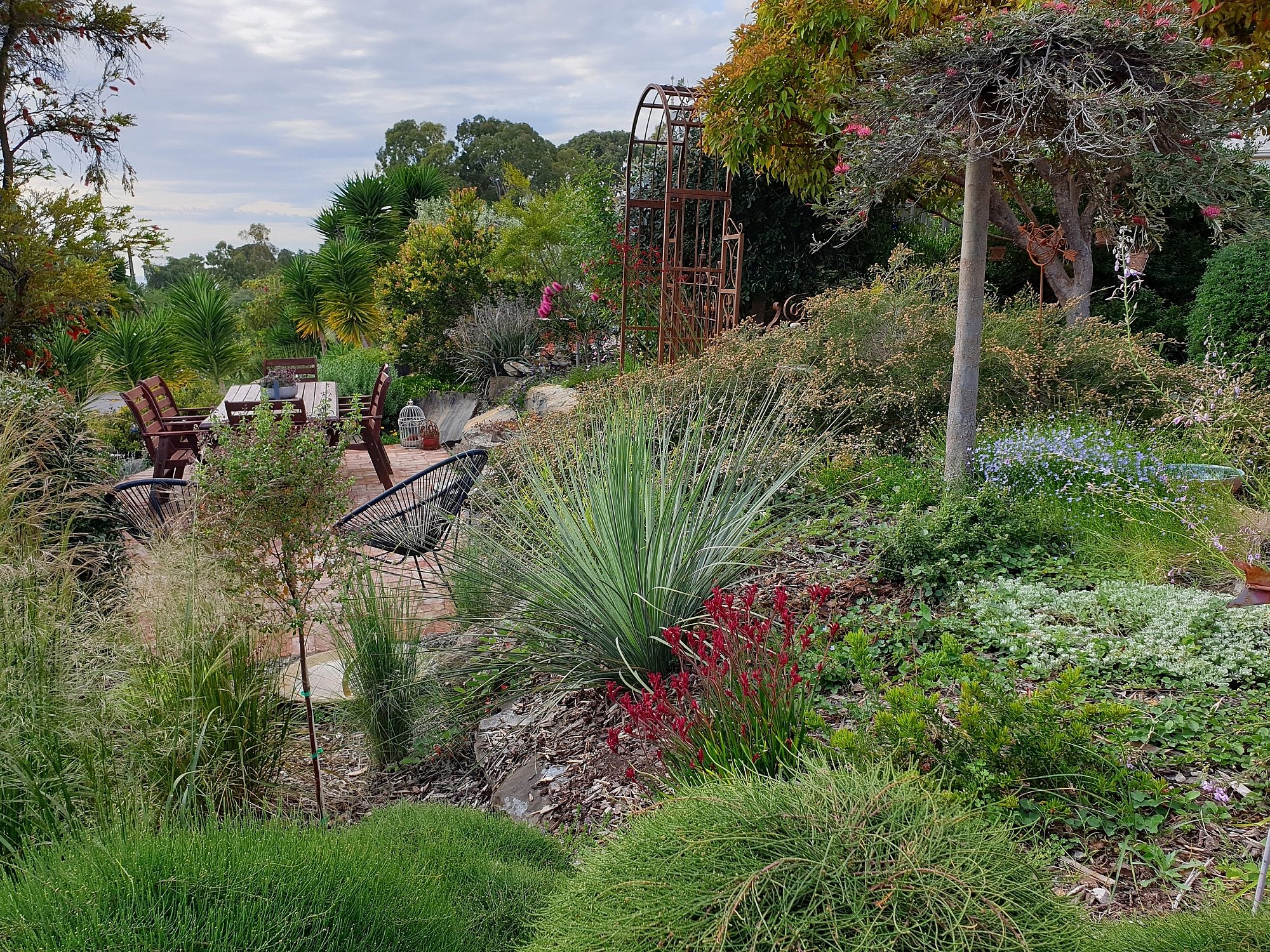 Wandilla Street Native Garden 2