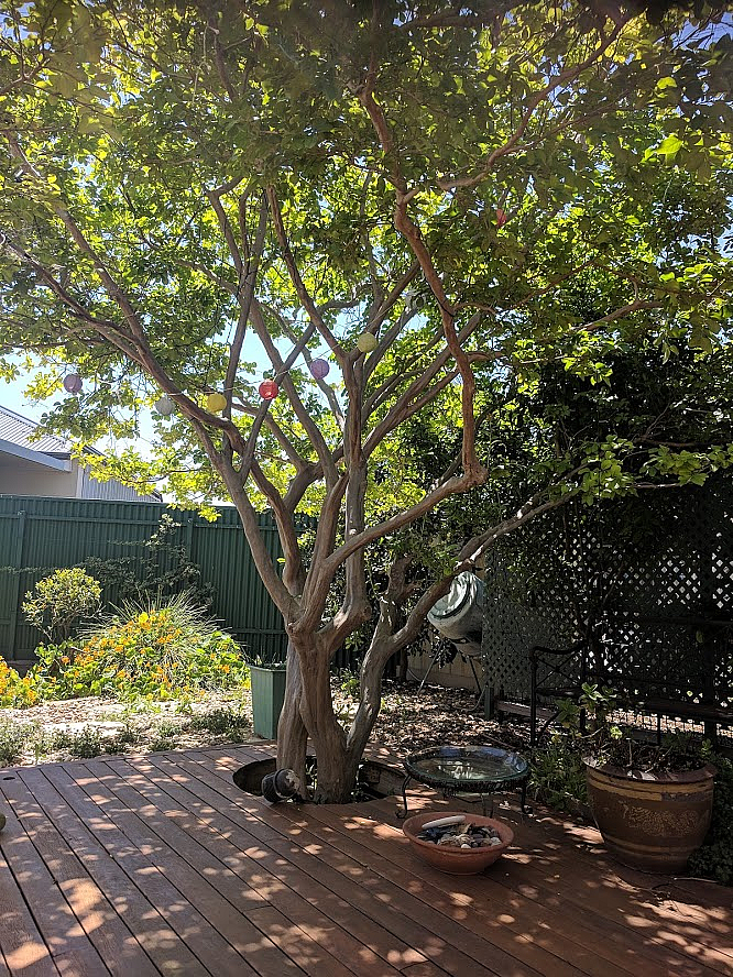 Crepe myrtle
