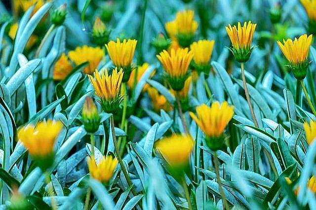 Gazania_photo_credit_Couleur_via_Pixabay