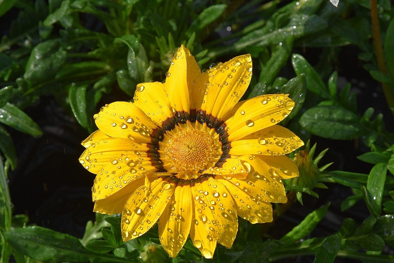 Gazania_photo_credit_Jackie_Lou_DL_via_Pixabay