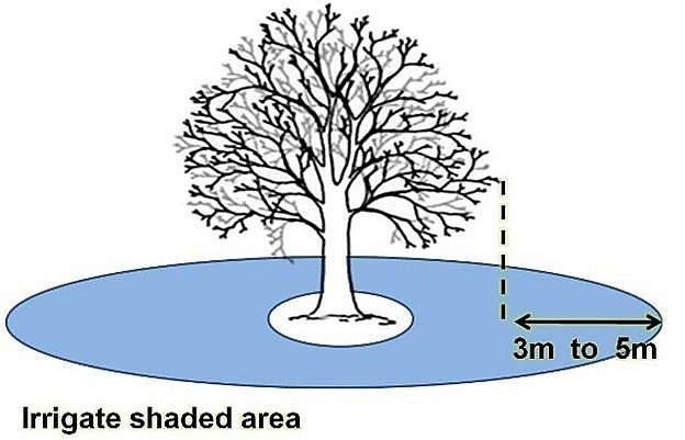 Tree watering diagram